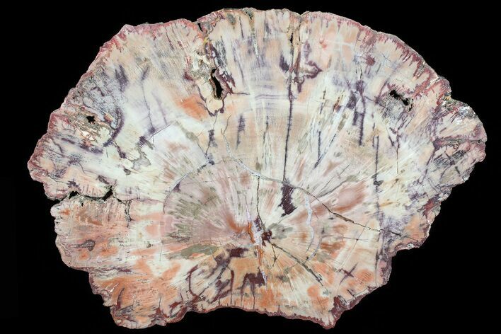 Colorful Petrified Wood (Woodworthia) Slab - Arizona #80898